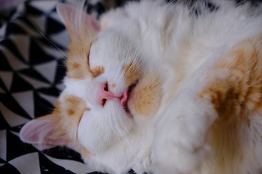 Beyaz kedi yatakta uyuyor..