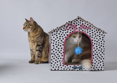 kedi ve kedi yavrusu