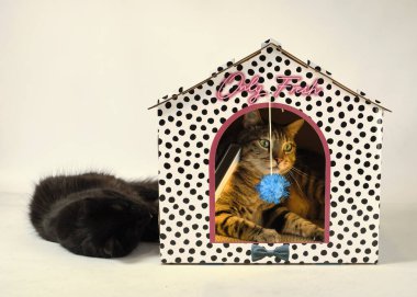 kedi ve kedi Noel süslemeleri ile