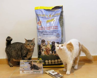 Mağazada kediler ve evcil hayvanlar