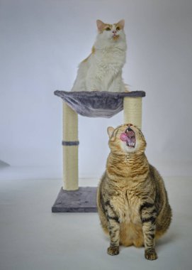 İki tekir kedi oturuyor ve birbirlerine bakıyor..