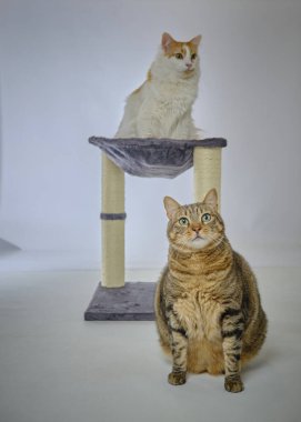 İki sevimli kedi yerde yan yana oturuyor.