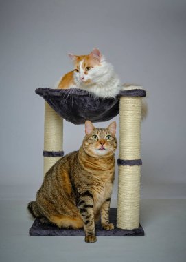 Gri arka planda ahşap bir masada oturan iki sevimli kedi yavrusu.