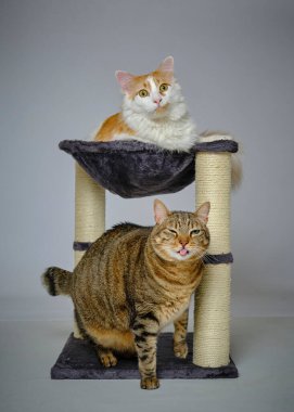 Kedi ve kedi birlikte.