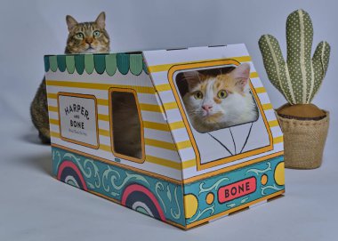 Kutudaki komik kedi.