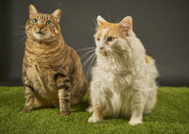 kırmızı ve beyaz kedi yeşil çimlerin üzerinde