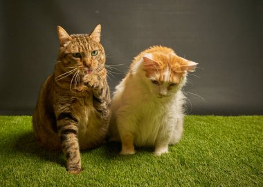 Yeşil arka planda sevimli kedi ve kedi yavrusu