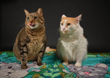 Yeşil arka planda iki kedi