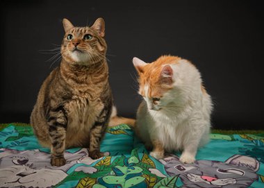 kedi ve kediler siyah bir arkaplanda.