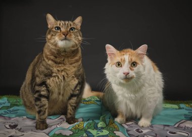 Stüdyoda siyah arka planda iki komik kedi..