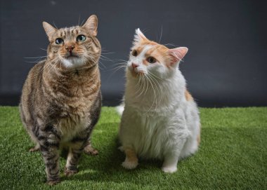 Yeşil ve sarı arka planda oturan sevimli kedi.