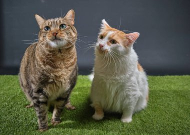 İki sevimli kedinin portresi