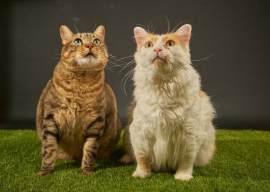 iki sevimli kedi yeşil çimlerde ve siyah arka planda