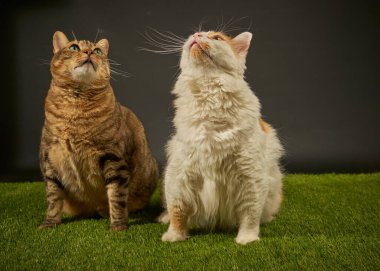 Maine Rakun Kedileri Aşıkmış