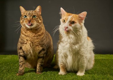 Kırmızı kedi ve iki arkadaş yeşil çimlerde oturuyor..