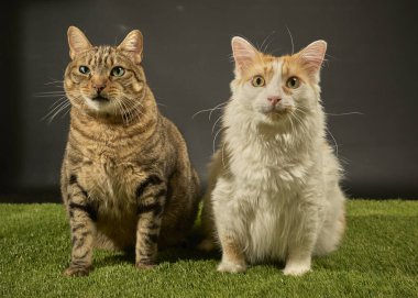 Sarı arka planda oturan iki sevimli kedi..