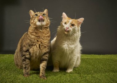 Stüdyoda oynayan iki sevimli kedi.