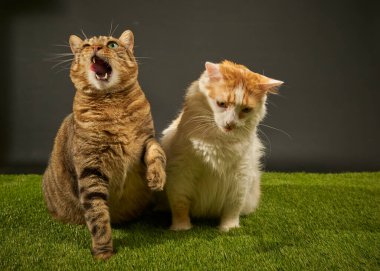 Komik kediler iş başında.