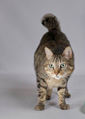 Büyük gözleri ve gri kedisi olan yeşil renkli bir kedi.