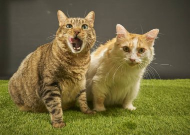İki tatlı tekir kedi turuncu arka planda yeşil çimlerde birlikte oynuyorlar..