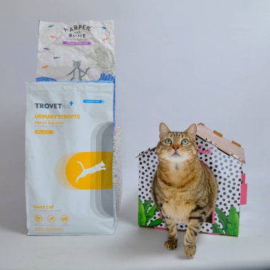 Beyaz bir fincan kahve ve süt dolu bir kedi.