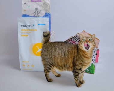 Beyaz arka planda kedi ve yiyecek