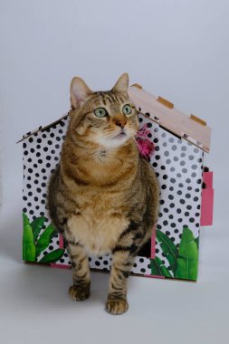 Pembe kutuda kocaman gözleri olan komik kedi.