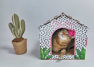 Saksıdaki sevimli kedi.