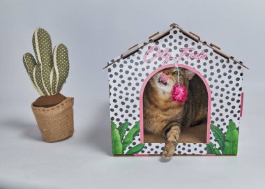 Masanın üstündeki kutuda kedi var.