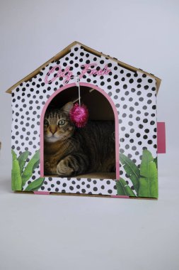 Noel şapkalı bir kedi ve pembe bir arka plan.