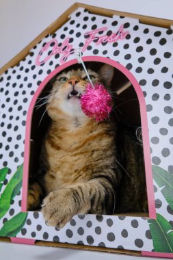 Karton evinde Avrupa kedisi.