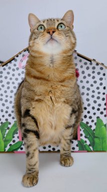 Beyaz arka planda bir kutuda kedi