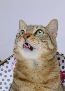 Bir kedinin portresi