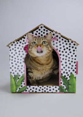 Karton evinde Avrupa kedisi.