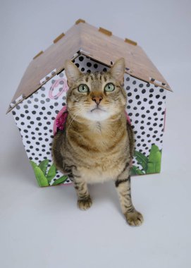 Evdeki sevimli kedi yavrusu.