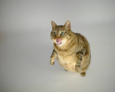 Masadaki komik kedi.