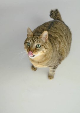 Tatlı tekir kedi dil yalıyor.