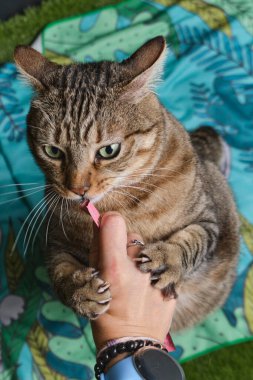 Yeşil pençeli şirin bir kedi..