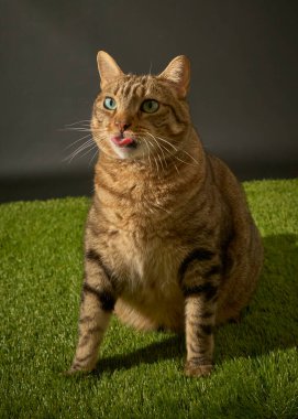 Yeşil çimenli tekir İskoç kedisi