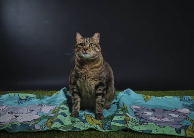 Sevimli kedi mavi gözleriyle yatakta yatıyor.