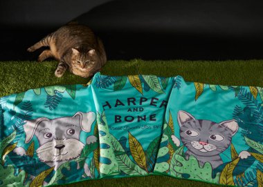 Kedi battaniyeye uzanıp kameraya bakıyor.