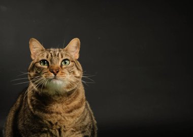 Siyah arka planı olan bir kedinin portresi