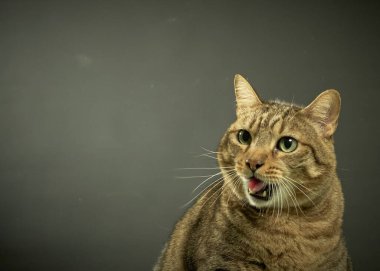 Siyah arka planda mavi gözlü bir kedinin portresi