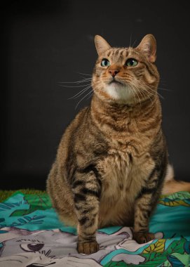 Siyah arka planda sevimli bir kedinin portresi