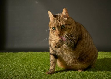 Mavi gözlü sevimli gri bir kedinin portresi.