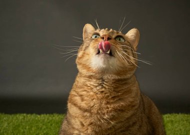 Tatlı kedi dudaklarını yalıyor ve kameraya bakıyor. Yaklaş. Yeşil arka planda komik bir hayvan.