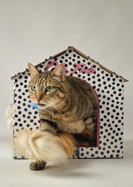 Karton kutulu bir kedi.
