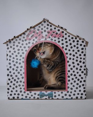 Kedi oyuncakla oynuyor.