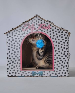 Kedi yavrusu oyuncak evle oynuyor.