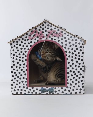 bir kafeste yavru kedi